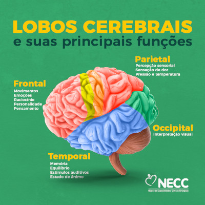 Os Lobos cerebrais e suas principais funções